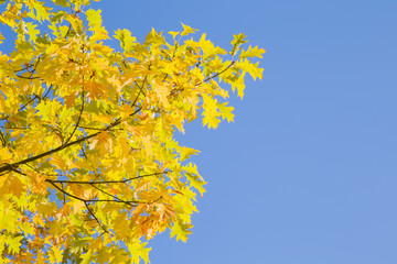 Beautiful colorful oak leaves on the tree branches in autumn sunlight. Blue sky background. Focus point on the branch tops.