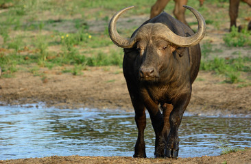 Obraz premium Young Buffalo Bull at Waterhole, Sabi Sands Game Reserve