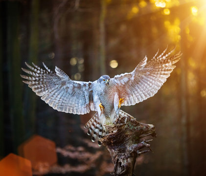 A male Goshawk (Accipiter gentilis) landing on the stump in forest during sunset.