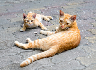 Little cute kitten and mother golden brown cat lay comfort on outdoor concrete floor, selective focus at one's eye