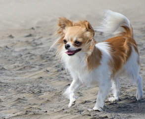 chihuahua on the beach