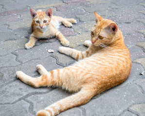 Little cute kitten and mother golden brown cat lay comfort on outdoor concrete floor, selective focus at one's eye