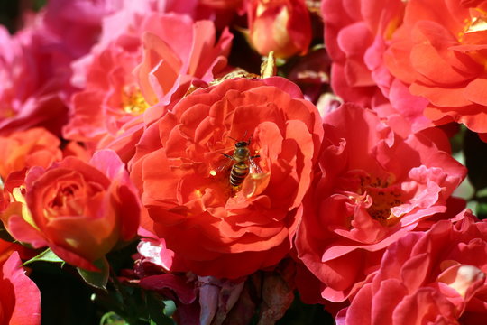Gebruder Grimm (Korassenet, Eternal Flame, Brothers Grimm Fairy Tale, Gremlin, Joli Tambour) rose in summer garden with bee.