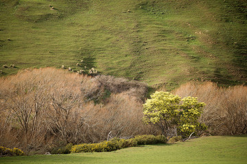 Rural landscape Colebrook Tasmania