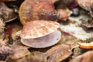 fishing of shells and sea urchin at west fjord breidafjoerdur, iceland