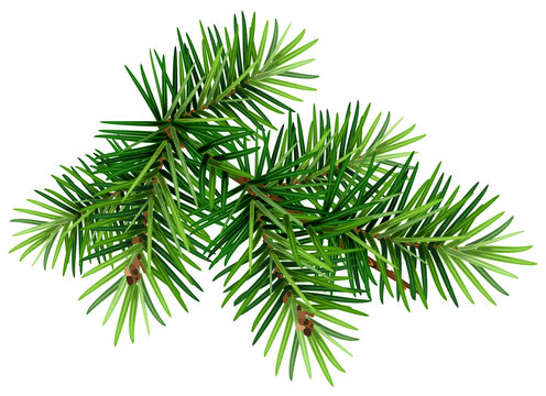 Green Christmas pine tree branch