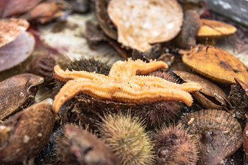 fishing of shells and sea urchin at west fjord breidafjoerdur, iceland