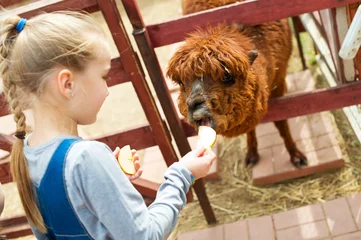 Acrylic prints Lama Blond toddler european girl feeding fluffy furry alpacas lama camel in park