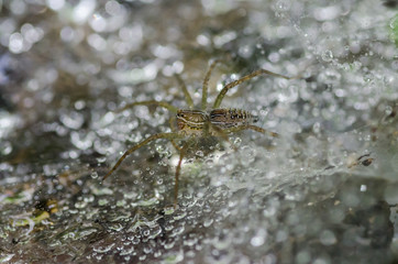 Spider Among Raindrops