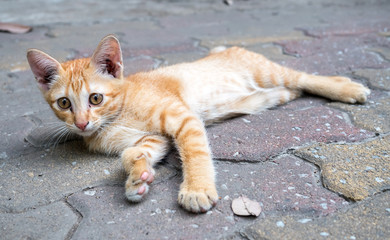 Little cute golden brown kitten lay comfort on outdoor concrete floor, selective focus at its eye