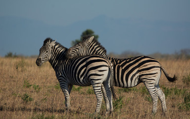 Fototapeta na wymiar Zebra Interaction, Sabi Sands Game Reserve, SouthAfrica