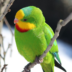 Schildsittich (Polytelis swainsonii) auf Ast sitzend (superb parrot)