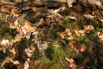 autumn leaves