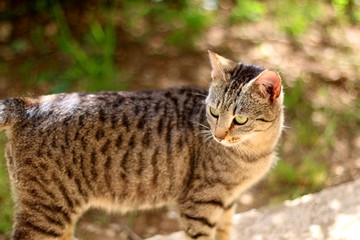 Brown tabby in the garden illuminated by beautiful natural light. Selective focus.