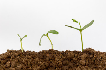 Young green plant isolated on a white background