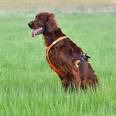 Irish setter
