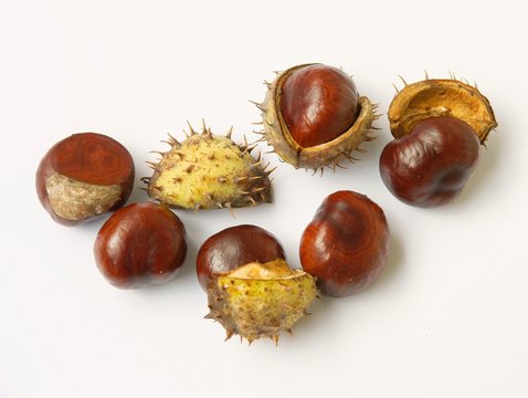 brown fruits seeds of chestnut tree atautumn
