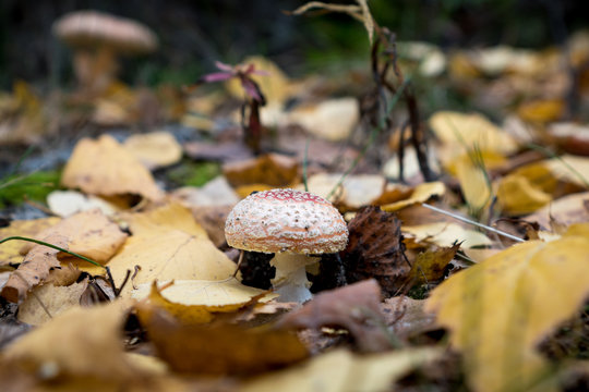 agaric mushroom in the forest autumn

