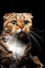 Portrait of Scottish Fold cat, closeup, on a black background