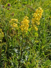 goldenrod wild plant with yellow flowers
