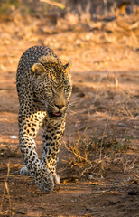 Male Leopard on Patrol, Sabi Sand Game Reserve, South Africa