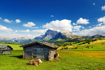 Cows in Seiser Alm, the largest high altitude Alpine meadow in Europe, stunning rocky mountains on the background - obrazy, fototapety, plakaty