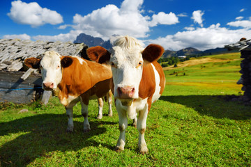 Cows in Seiser Alm, the largest high altitude Alpine meadow in Europe, stunning rocky mountains on the background