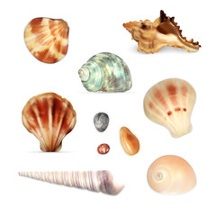 Seashells