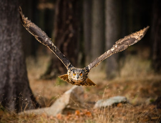 Eagle Owl swoops in low hunting.