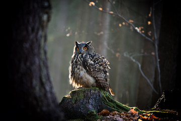 Eagle Owl est assis sur la souche d& 39 arbre.