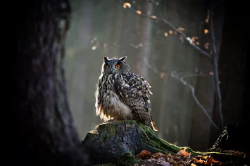 Papier Peint photo Lavable Hibou Eagle Owl est assis sur la souche d& 39 arbre.