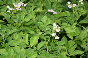 potato plants with flowers in the field color photography