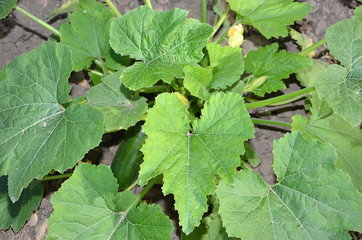 Obraz premium zucchini plant with flower and small zucchini