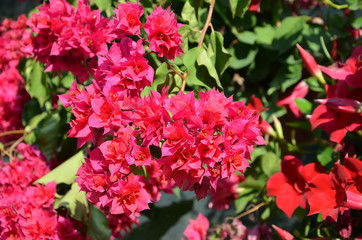 red Bougainvillea flowering  with big beauty flower