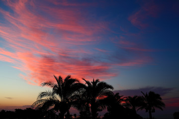 Palm trees silhouetted against the sunset sky