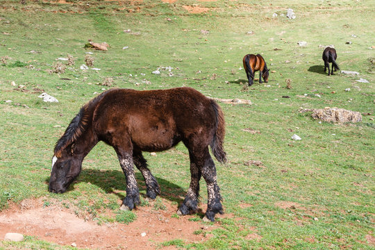 Potro y caballos pastando. Parque Natural de Las Ubiñas y La Mesa, Asturias.
