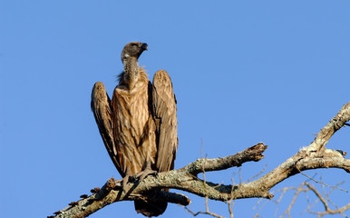 White-backed Vulture perched on branch, Sabi Sand Game Reserve, South Africa