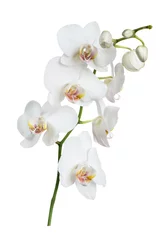 Abwaschbare Fototapete Orchidee Weiße Orchideenblüte