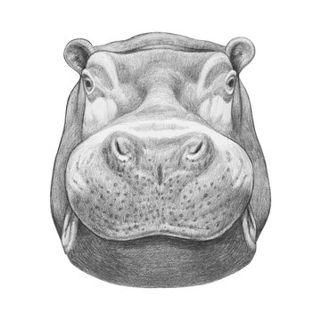 Portrait of Hippo. Hand drawn illustration.