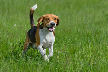 Happy beagle - obrazy, fototapety, plakaty