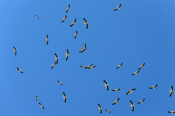 Gran bandada de cigüeñas vistas desde abajo