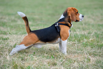 Young beagle