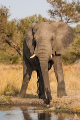 Fototapeta na wymiar Elephant Bull at Waterhole, Sabi Sand Game Reserve, South Africa