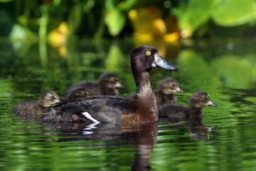 Aythya fuligula. A female tufted duck with ducklings