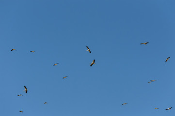 Grupo de cigüeñas volando sin rumbo