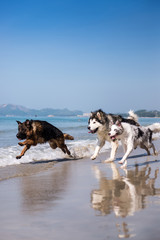 Naklejka premium The dog run on the beach at the seaside