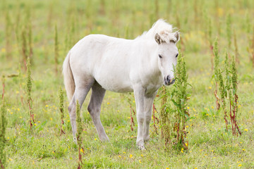 Obraz na płótnie Canvas White Icelandic pony