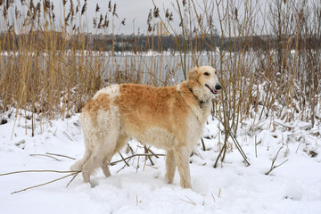 Russian Borzoi