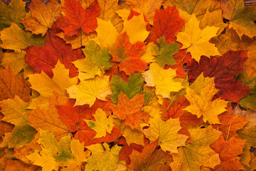 Naklejka na ściany i meble Yellow Red and Orange Autumn Leaves Background