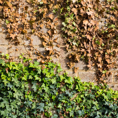 Creeping ivy with cut off vines